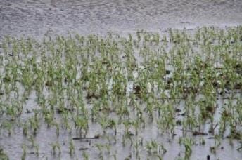 Impacts Of Saturated Or Flooded (Or Crushed) Soils On Crop Plants